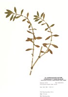 藏品(滿天星)的圖片